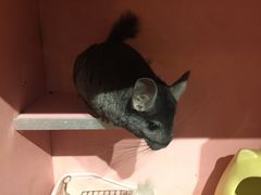 -藦茜花园宠物主题亲子互动体验馆(国顺东路店)
