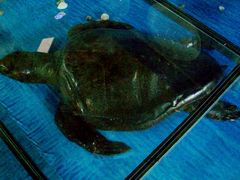 -郑州自然博物馆(惠济区)