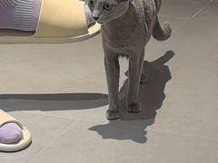 -琪喵猫屋·撸猫猫咖·猫舍