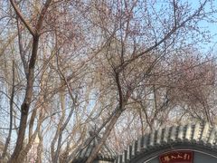 -桃花堤公园