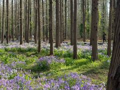 -黄海国家森林公园