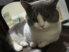 -艾贝尔宠物医院·24H转诊中心·肿瘤猫专科(江宁双龙店)