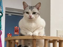 -有喵·猫咖·狗咖·30几只猫10只小狗(岗厦店)