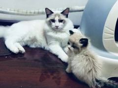 -纳吉亚猫专科动物医院博雅分院