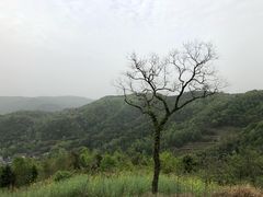 -桑洲油菜花景区