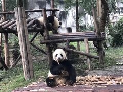 大熊猫吃竹子-成都大熊猫繁育研究基地