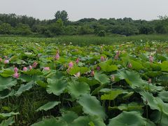 -盘龙城国家考古遗址公园