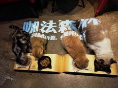 -咖法森林·咖啡  酒吧(天河店)