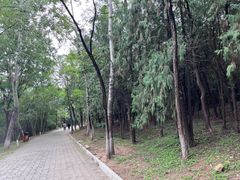 -云岗森林公园