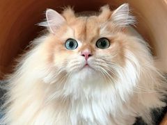 -伟伟宠物医院·CT影像中心·瑞派犬猫综合性门诊(汉口总院)