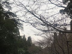 -武汉大学-樱园