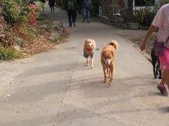 -南丫岛