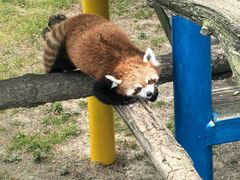 -西霞口神雕山野生动物世界