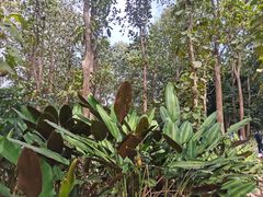 -中国科学院西双版纳热带植物园