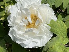 -洛阳市隋唐城遗址植物园