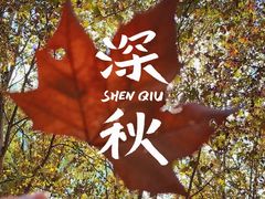 -上海共青森林公园