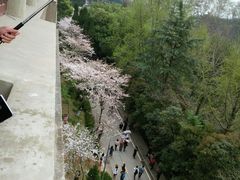 -武汉大学-樱园