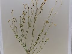 -广东中医药博物馆