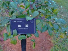 -东莞植物园