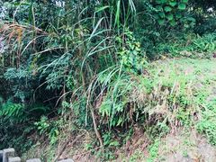 -金盆阿嬷香菇茶叶蛋(玄光店)