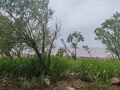 -吴淞炮台湾湿地森林公园烧烤区
