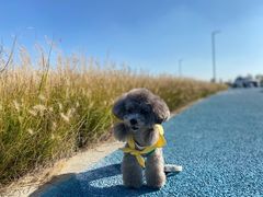 -小洋口旅游度假区