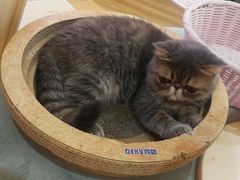 -滚猫咖啡·猫咖·猫友好撸猫(未来城店)