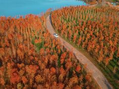 -合肥滨湖国家森林公园