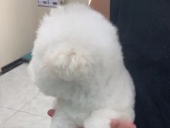-安安宠医宠物医院·异宠·犬猫内科(岳阳分院)