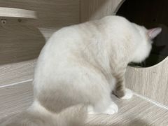 -四月宠物医院·猫专科·心脏专科·内科(转塘店)