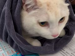 -伟伟宠物医院·CT影像中心·瑞派犬猫综合性门诊(汉口总院)