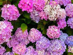 -合肥滨湖国家森林公园