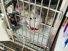 -瑞鹏宠物医院·骨科·猫科·内科(第一中心)