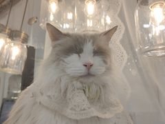-共舞时光猫咖·狗咖(新街口店)