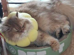 -伟伟宠物医院·瑞派猫友好医院·猫科(光谷店)