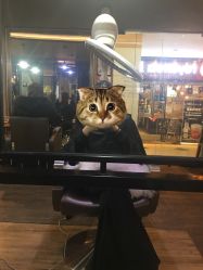 -HIPSTER形象设计