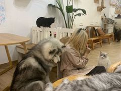 -李小姐の猫咖啡馆(五角场店)
