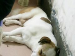-胡仁根胡记炸炸炸