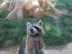 -石家庄市动物园