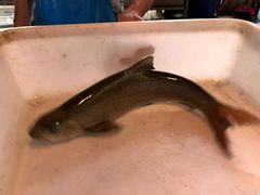 -鲜椒鱼·雅安地标性美食