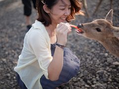 台灣梅花鹿餵食-鹿境梅花鹿生态园区