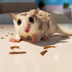 -Moni星球萌宠·小马宝莉·灵蛇·高端高阶全萌宠互动体验俱乐部(红豆国际广场店)