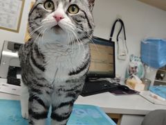 -瑞派·关忠动物医院·猫专科·犬专科(三环新城店)
