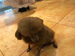 -more than meow吴止猫主题餐厅(承德 中船汇店)