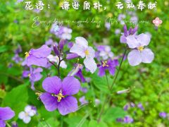 -上海滨江森林公园