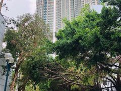 -九龙公园