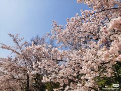 -顾村公园