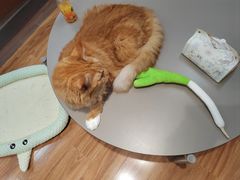 -MOCHA明星猫咖(田子坊店)