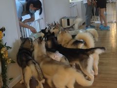 -Husky Go! 哈士奇体验馆·宠物咖啡厅狗咖