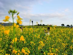 -光明小镇欢乐田园